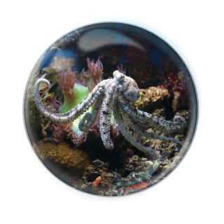 Obrázek z Magnet kulatý 5cm - chobotnice (12) 